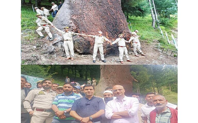 Asia’s Largest and old Deodar Tree Discovered in Jammu Kashmir