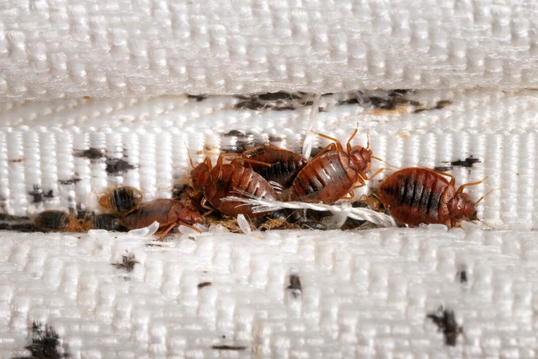 The Bed Bug Blitz: Your Comprehensive Guide to Eradicating These Tiny Tyrants