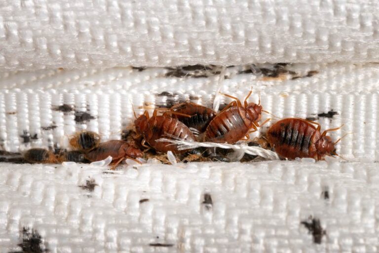 The Bed Bug Blitz: Your Comprehensive Guide to Eradicating These Tiny Tyrants