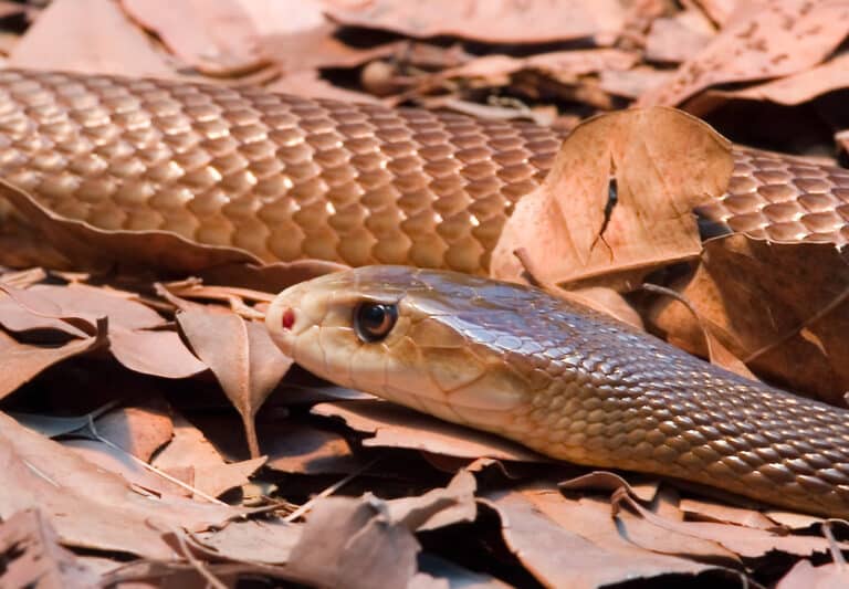 World’s Largest Snake Discovered in Amazon Jungle: A Remarkable Find Unveiled by Wildlife Experts