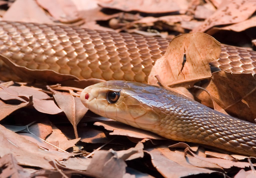 Deadly Taipan Snake-04+