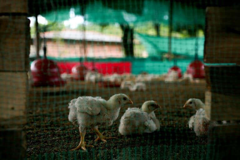 Mirpur Poultry Association Lodges Protest Against Contract, Threatens Strike Action