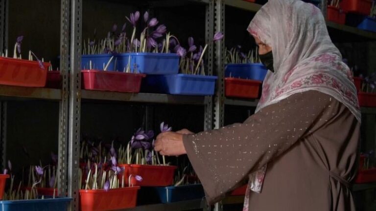 How the world’s most expensive spice Saffron can be grown at home?