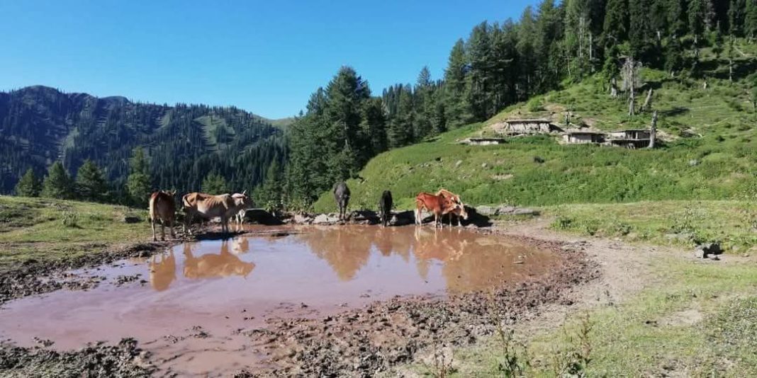 Restoring the Tradition: Harnessing Rainwater for a Sustainable Kashmir