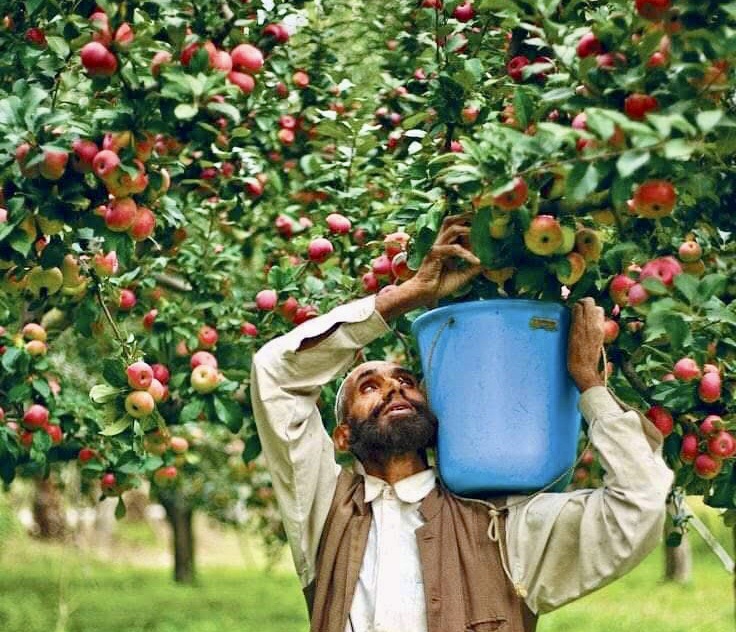 Kashmir’s Rural Crisis: Barbed Wire, Apple Orchards, and the Erosion of Farmers’ Rights
