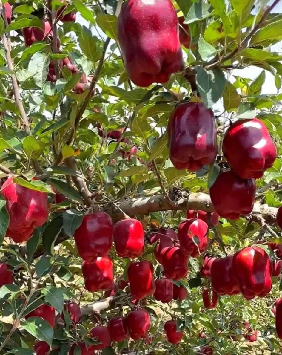 Kashmir’s Apple Farmers Fight for Survival Amid Surge in Washington Apple Imports