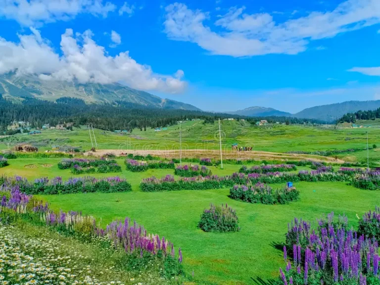 How to Plan a Family Trip to Kashmir: A Comprehensive Guide for International and Local Travelers