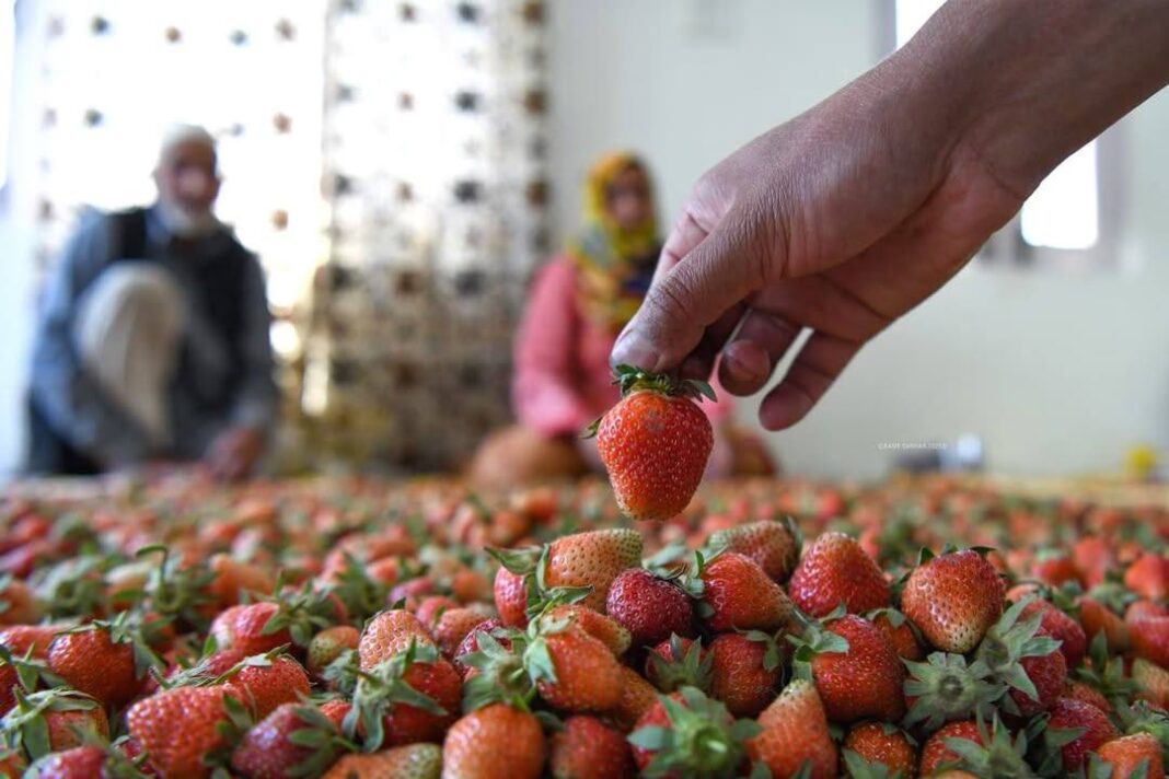Gaasu Khimber: Kashmir’s Strawberry Village Thrives During Harvest Season
