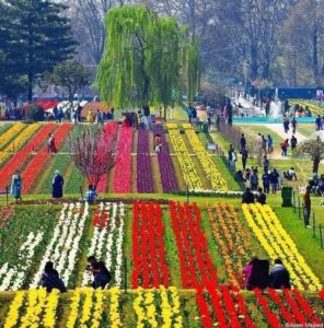 rinagar’s Iconic Tulip Garden Is Reclaiming Kashmir’s Identity—One Bloom at a Time