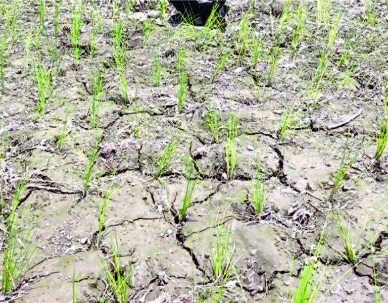 Kashmir’s Farmers were Left Thirsting for Water, while India and Pakistan continued to Politicize it