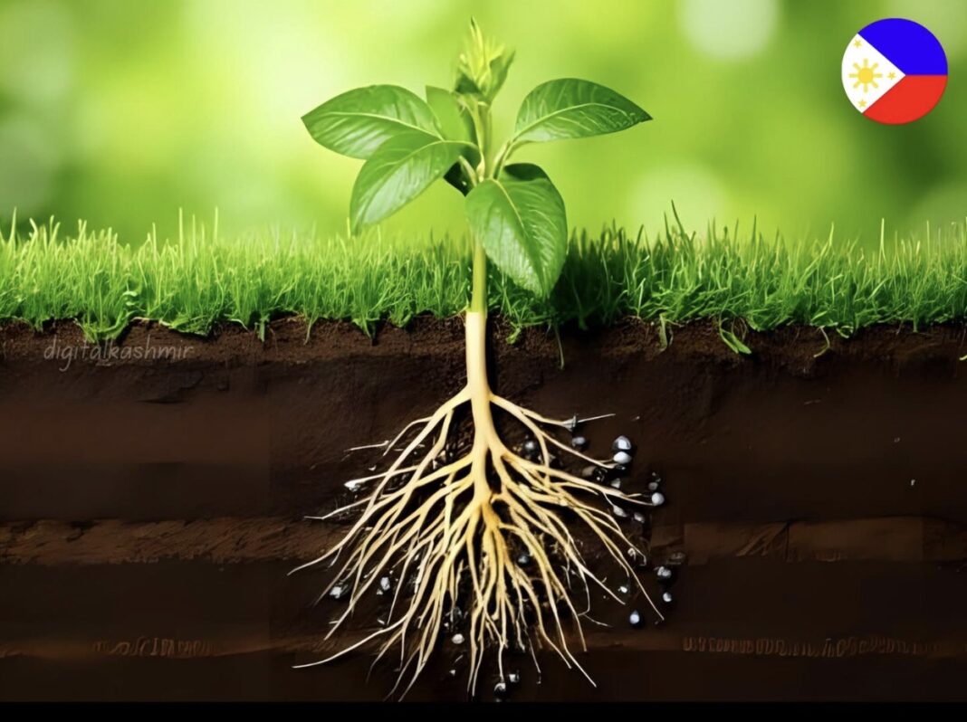 Philippine Scientists Discover Rare Plant That Cleans Toxic Soil Naturally