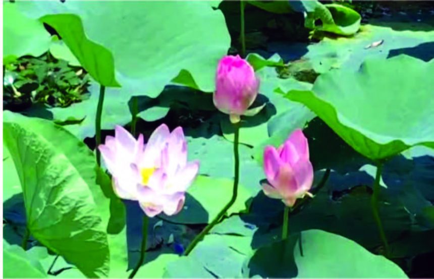 Return of the Lotus: Wular Lake Blooms Again After Three Decades