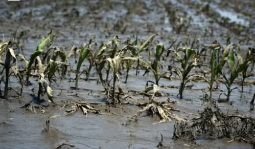 Agricultural Crisis Deepens in Kashmir as Floods Devastate Over 12,000 Hectares of Farmland