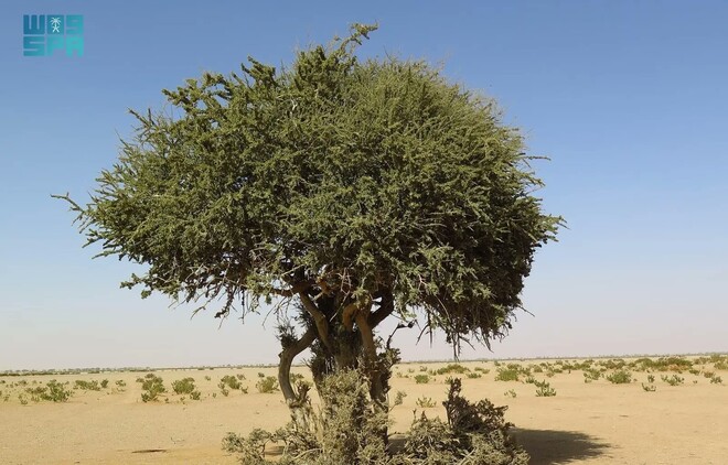 Rare ‘Al-Sarah’ Plant Discovered for the First Time in Saudi Royal Reserve