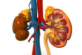 Foods That Can Trigger Kidney Stones, Experts Warn