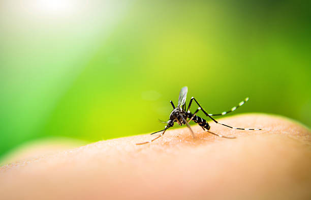 Dengue Cases Surge in Jammu as Infections Cross 1,500 Mark