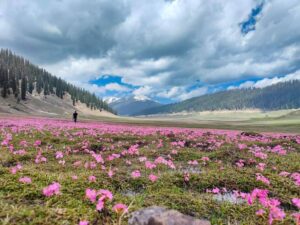 Nestled deep within the Kupwara district, Bangus Valley feels like a secret whispered among mountains.