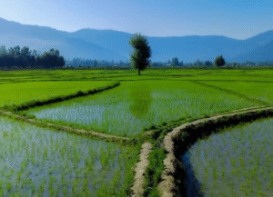 Golden-red rice fields glowing under the spring sun in Lolab Valley, northern Kashmir — a hidden paradise of serene beauty and traditional Kashmiri farming life.