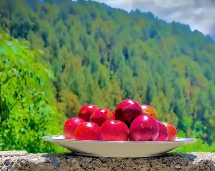 Zhoonth: The Story of Kashmir’s Apple – History, Economy & a Fight for Survival