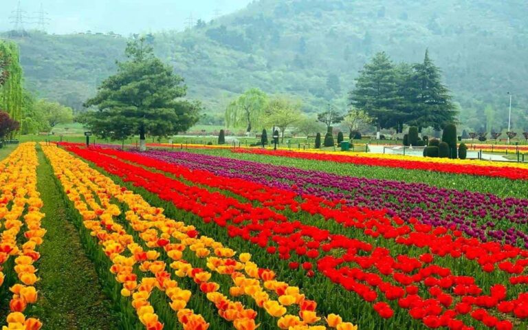 Asia’s Largest Tulip Garden in Srinagar to Open for Visitors on March 16